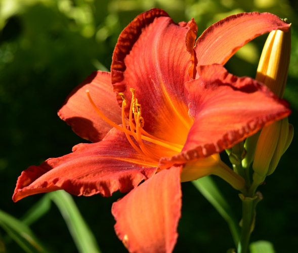 red flower